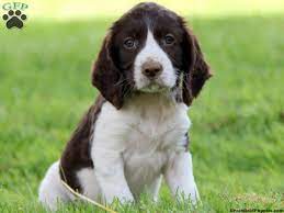 Springer Spaniel Puppies Google Search Spaniel Puppies For Sale Puppies For Sale English Springer Spaniel Puppy