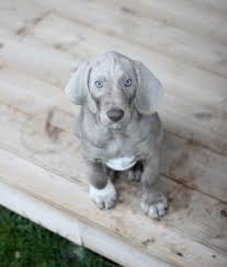 Image result for slovenský ohař hrubosrstý