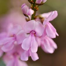 Image result for Indigofera
