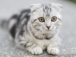 Ruyada Kedi Gormek Ne Anlama Gelir Ankara Gundem Ankara Haber Son Dakika Ankara Haberleri