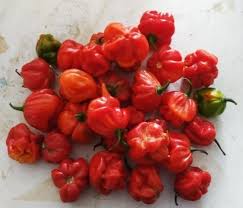 Image result for Capsicum baccatum