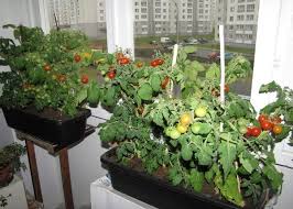 как вырастить рассаду клубники из семян в домашних условиях Vyrashivaem Pomidory Na Balkone Svoimi Rukami V 2020 G Sadovodstvo Na Balkone Sad Na Balkone Idei Ozeleneniya