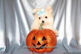 We offer a beautiful selection of the best quality and health of teacup puppies. Cutest Most Tiny Teacup Pomtese Pomeranian Maltese Puppy Available Now In Las Vegas Nv Price 1200 00 For Sale In Las Vegas Nevada Best Pets Online