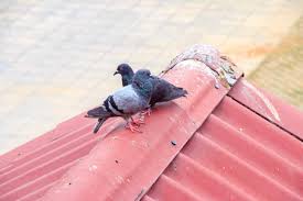 10pcs plastic spikes practical birds pigeons for outdoor cat deterrent tool. 5 Diy Ways To Keep Birds Away Natural Bird Repellent