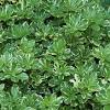 Japanese spurge is perfect for carpeting bare areas of earth between deciduous shrubs or trees. 1