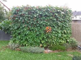 Luis Bohnenbogen Und Sichtschutz Die Stangenbohnen Wachsen An Einer Gebogenen Baustahlmatte Alte Ziegel Sind Die Einfas Gemuseanbau Alte Ziegel Stangenbohnen