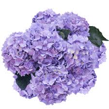 We did not find results for: Lila Hydrangea Flowers Online Delivery Globalrose