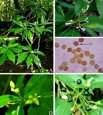 Image result for Rauvolfia mannii