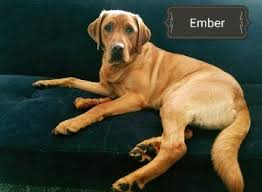 Mum and dad are both our working and family pet, extensively health tested lovely natured. Puppies And Coming Pups We Sell Silver Charcoal Fox Red Labradors