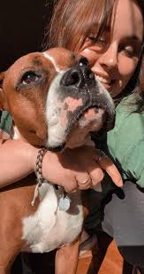 Has anyone had a collie with intermittent limping, my girl is 2, she was  checked by vet quite a while ago who could find nothing wrong with shoulder  or legs, but didn't