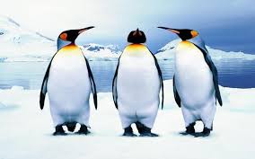 We hope you enjoy our growing collection of hd images to use as a background or home screen for your. Penguins Wallpaper Wallpaper 3d And Abstract Wallpaper Better