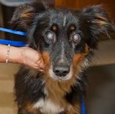 Blindness In Dogs Helping Them Adjust Pet Care Dogs Puppies Dog Help Pet Care Dogs