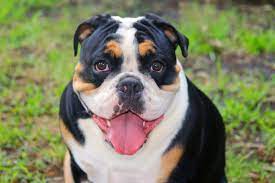 Merle dilutes random sections of hair to a lighter color, leaving patches of the original color. Tri Color English Bulldog Are They Really That Rare