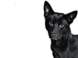 It was introduced into the united states in the 1990s and has remained true to its heritage as a versatile gun dog. Cane Da Pastore Australiano Kelpie Royal Canin