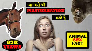 Animal sex in hindi
