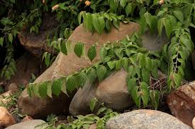 Image result for Acalypha chirindica