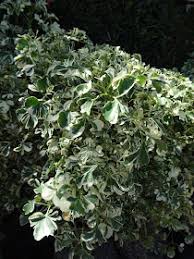 Image result for Polyscias guilfoylei