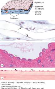 Epithelial Tissue Junqueiras Basic Histology 14e