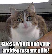 14 Funny Memes Clean Cat 28 Hilarious And Funny Cat Memes That Are Cute Clean Laugh Raw Food Diet Sounds Fruit Silly Cats Funniest Cat Memes Funny Cat Faces