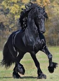 Stunning That Mane Is Fancy He Must Love Everyone Horses Friesian Horse Pretty Horses