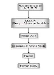 Answered jun 11, 2019 by uzma (53.0k points) selected jun 11, 2019 by vikash kumar. From Nucleotide Bases To Human Body Combination Of Three Nucleotides Is Download Scientific Diagram