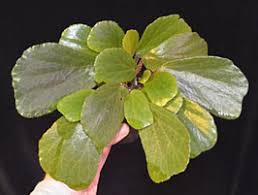 Image result for Begonia poculifera