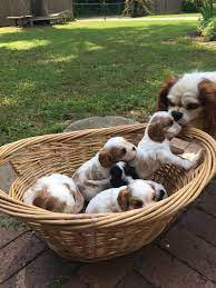 Cavalier king charles spaniel puppies for sale in east texas. Cavalier King Charles Spaniels Of East Texas Home Facebook
