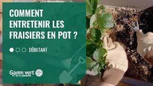 Vous pouvez opter pour des variétés non coureuses, par exemple la 'ronde de nice' est bien adaptée à la culture en pot, tout comme la 'diamant'. Entretenir Des Fraisiers En Pot Gamm Vert