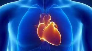 Maybe you would like to learn more about one of these? Descubren Por Que El Corazon Esta En El Lado Izquierdo Del Cuerpo Humano