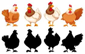 Chicken Vectors Photos And Psd Files Free Download