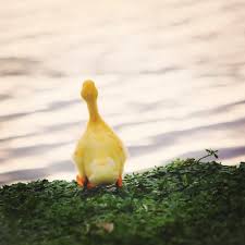 Little Duck