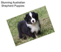 Our australian shepherd puppies are strong, healthy individuals with awesome temperaments, bred specifically for an active lifestyle, whether backpacking and hiking. Pzumeibw79h Sm