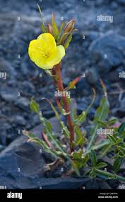 Image result for Oenothera stricta