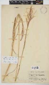 Image result for Hyparrhenia poecilotricha