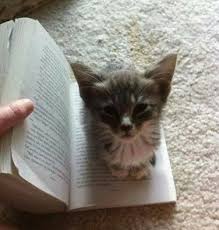 Kediler Ve Kitaplar Kedi Esprileri Cok Sirin Hayvanlar Ve Komik Hayvanlar