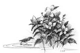 Image result for Sorghastrum fuscescens