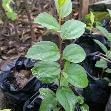 Related searches pokok bidara berduri, khasiat pokok bidara, pokok bidara untuk dijual, pokok bidara epal, pokok bidara dalam pasu, cara menanam pokok bidara, pokok bidara arab, benih pokok bidara, bidara sidr. Harga Pohon Bidara Murah Dan Terbaru Mei 2021 Bukalapak