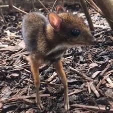 Peromyscus is a genus of rodents. Xbxncwbukax Fm