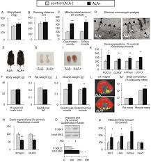 Check spelling or type a new query. Treatment Of Sarcopenia And Glucose Intolerance Through Mitochondrial Activation By 5 Aminolevulinic Acid Scientific Reports