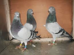 Semso Fekica Ehnert High Flying Pigeons Pigeon Art Reference