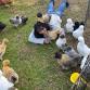 Sunset Valley Chicks At Strath Creek Country Market event image
