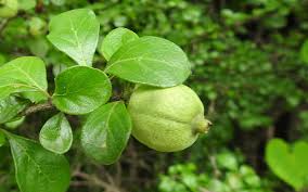 Image result for Catunaregam stenocarpa