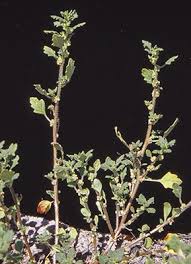 Image result for Dysphania pumilio