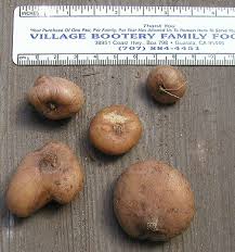 Image result for Ferraria glutinosa