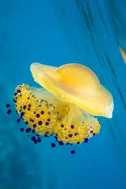 This species can be easily identified by the yellow coloration in the center of its body which closely resembles an egg yolk, hence how it got its common name. Fried Egg Jellyfish Cotylorhiza Tuberculata