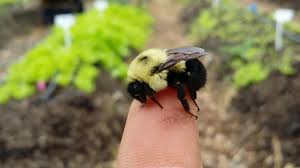 More stock photos from natabene's portfolio. Sleepy Bumble Bee Youtube