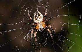 Ia makan yang bersih, mengeluarkan sesuatu yang bersih, hinggap di tempat yang bersih dan tidak merusak atau. Hukum Bersihkan Sarang Laba Laba Di Tembok Rumah Inilahkoran Com