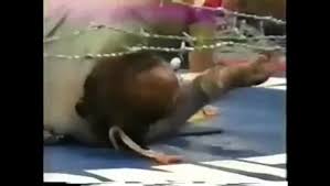 Hell, terry funk probably fought in one of these matches last night. Cactus Jack Vs Terry Funk Barbed Wire Exploding C4 Match Iwa King Of The Deathmatch Finals 10 20 95 Video Dailymotion