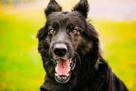 صور كلب الراعى الالماني german shepherd dogs black dog names black german shepherd
