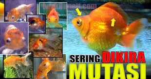 Keberadaan oscar albino merah masih sangat jarang. Black Spot Sama Bahayanya Dengan White Spot Sering Dikira Mutasi Warna Ikan Mas Koki